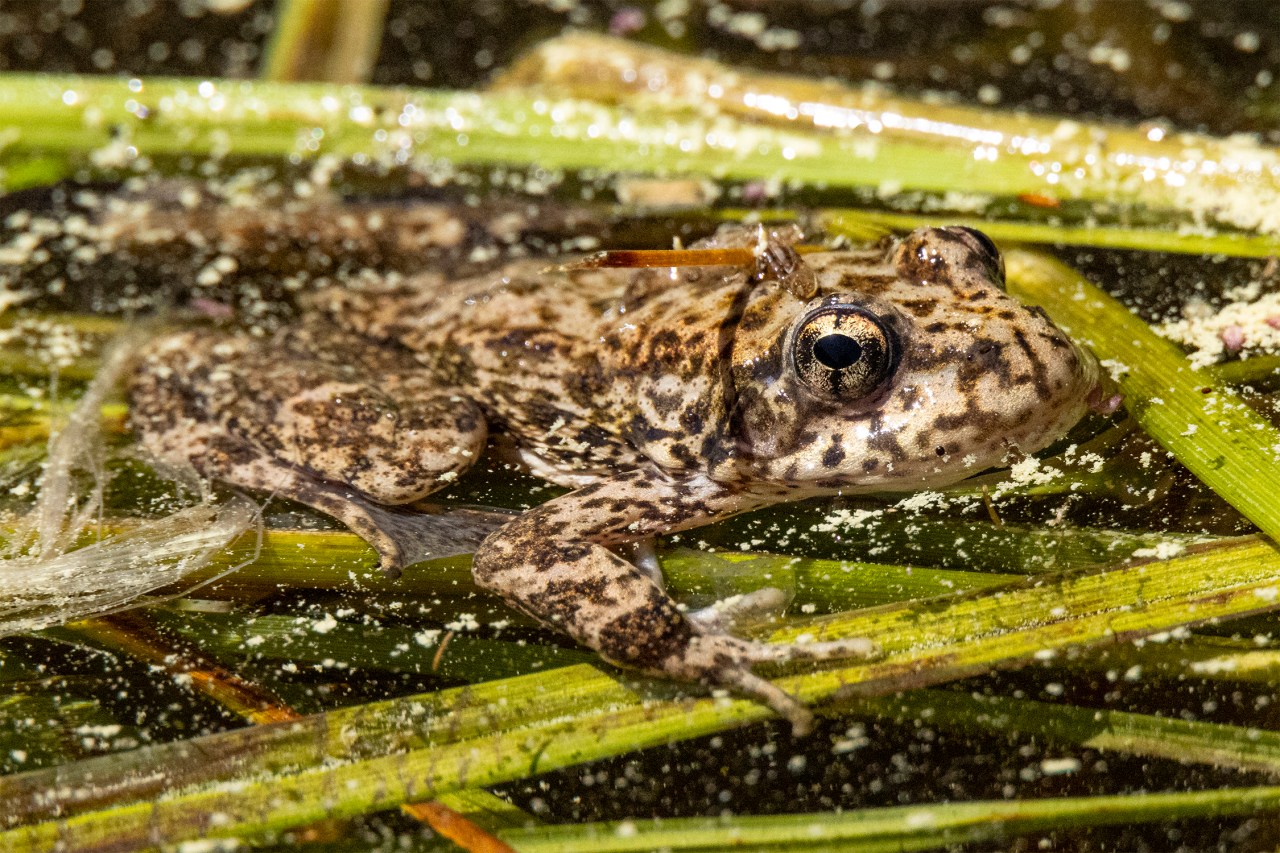 San Diego Zoo Wildlife Alliance reintroduces endangered frogs into SoCal lake