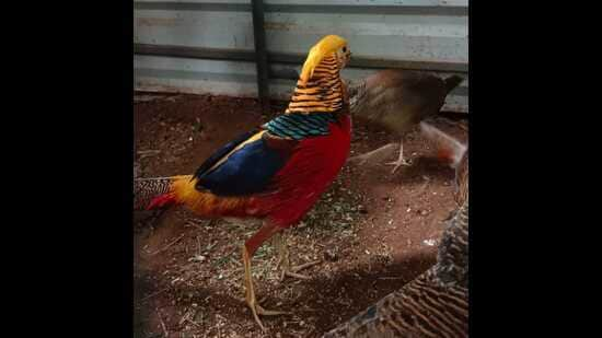 Silver, golden pheasants, blue sheep to greet visitors at Kufri nature park