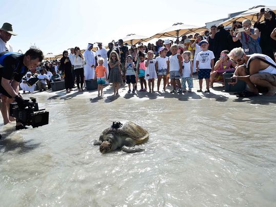 Dubai’s sea turtle conservation project sees many gains