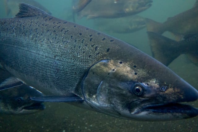 Conservation groups express support for the community of Sweet Home, clean water, and native fish in Willamette River Basin