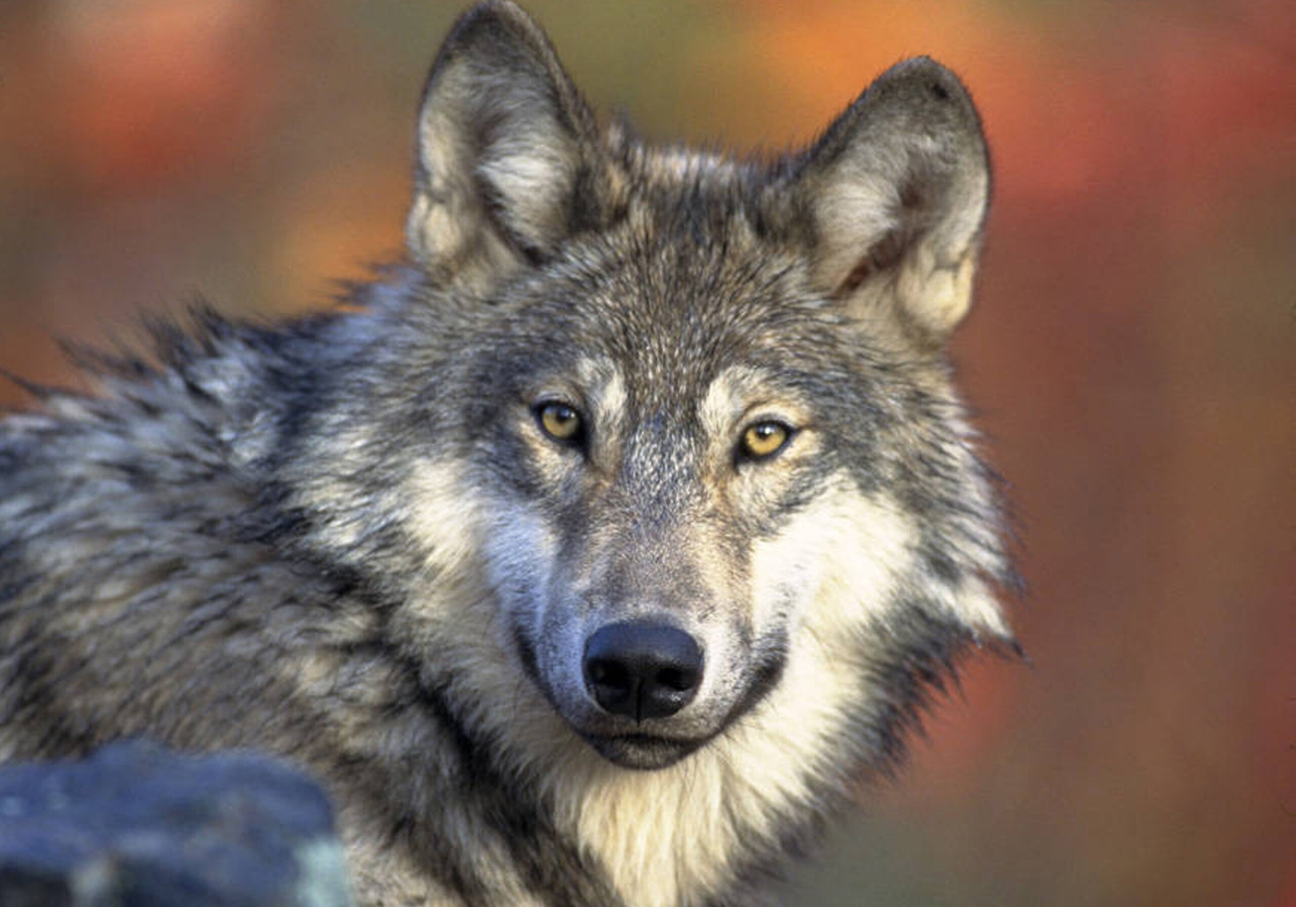 Animal welfare advocates file lawsuit challenging Wisconsin’s new wolf management plan