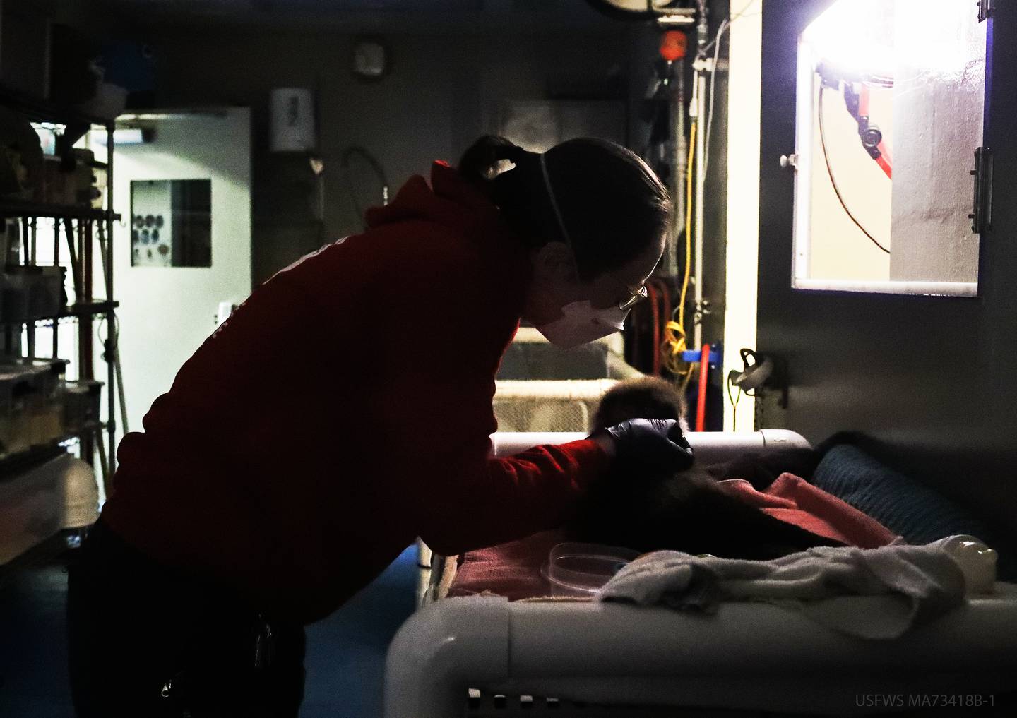 ‘There are hard days’: Behind the scenes with the Alaska SeaLife Center’s animal care team