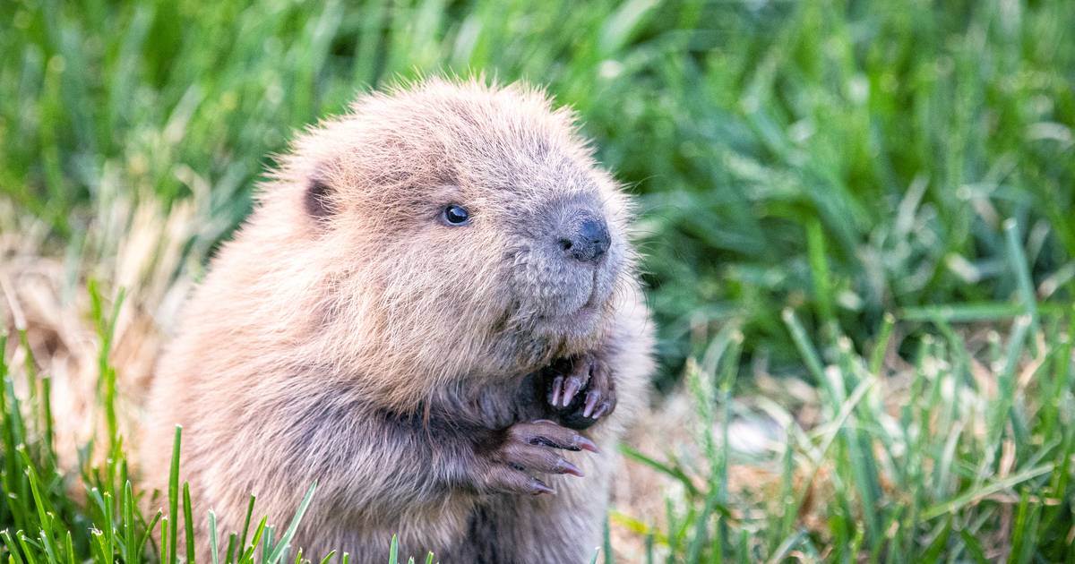 A rescued baby beaver joins wildlife at Bend’s High Desert Museum