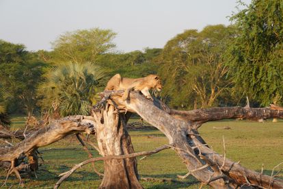 How a focus on girls has nurtured the rebirth of one of Africa’s great wildlife parks