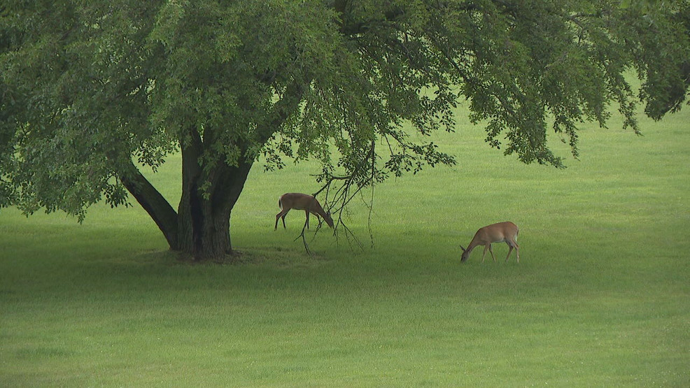 Rochester gun shop owner emphasizes hunting safety and state regulations