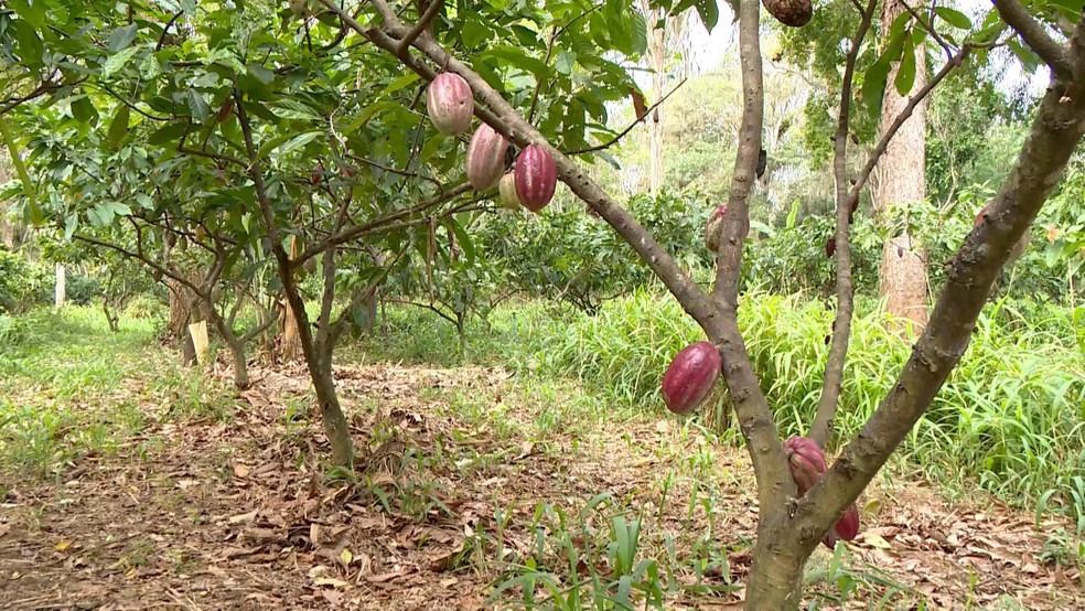 Primeira capacitação voltada para Cultura do Cacau em Santarém começa nesta terça, 21