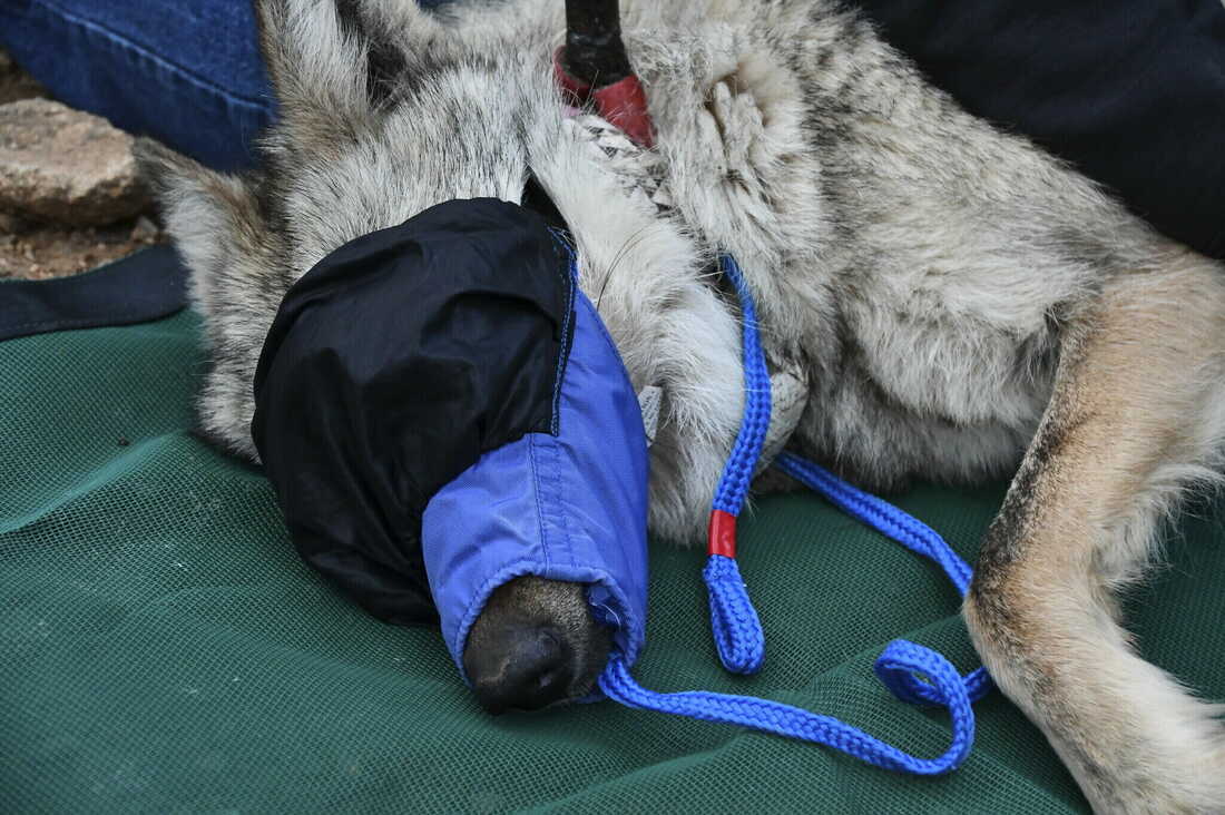 A rare Mexican gray wolf is wandering out of bounds. She may be looking for a mate