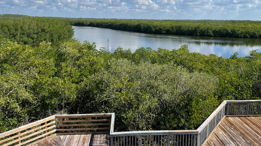 2,000 Years Later, Traces Remain of Indigenous People in Upper Tampa Bay Conservation Park