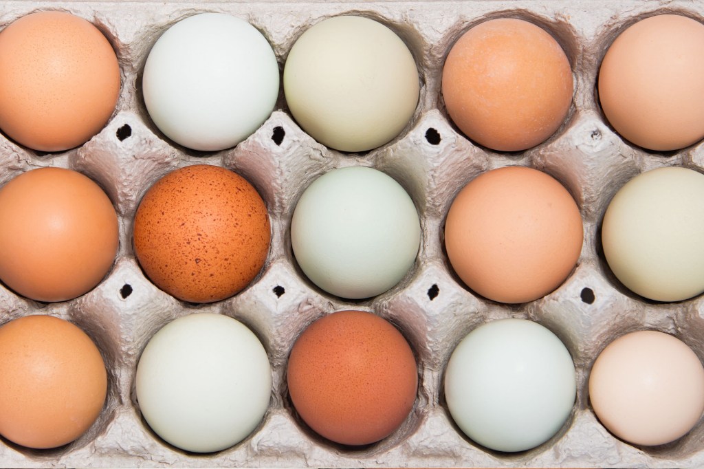 Which eggs are the healthiest for you? Nutritionists crack the case