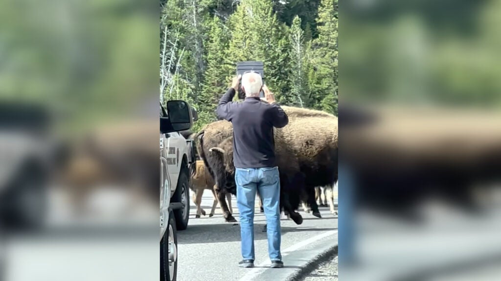 Close Call of the Week: Getting in a Bison’s Face to Take a Video