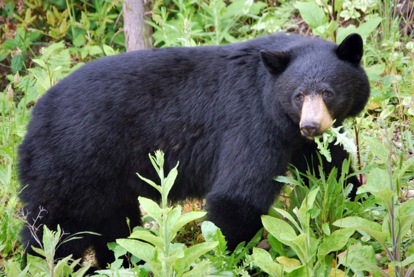 Wildlife organization urges people to give animals space : My Powell River Now