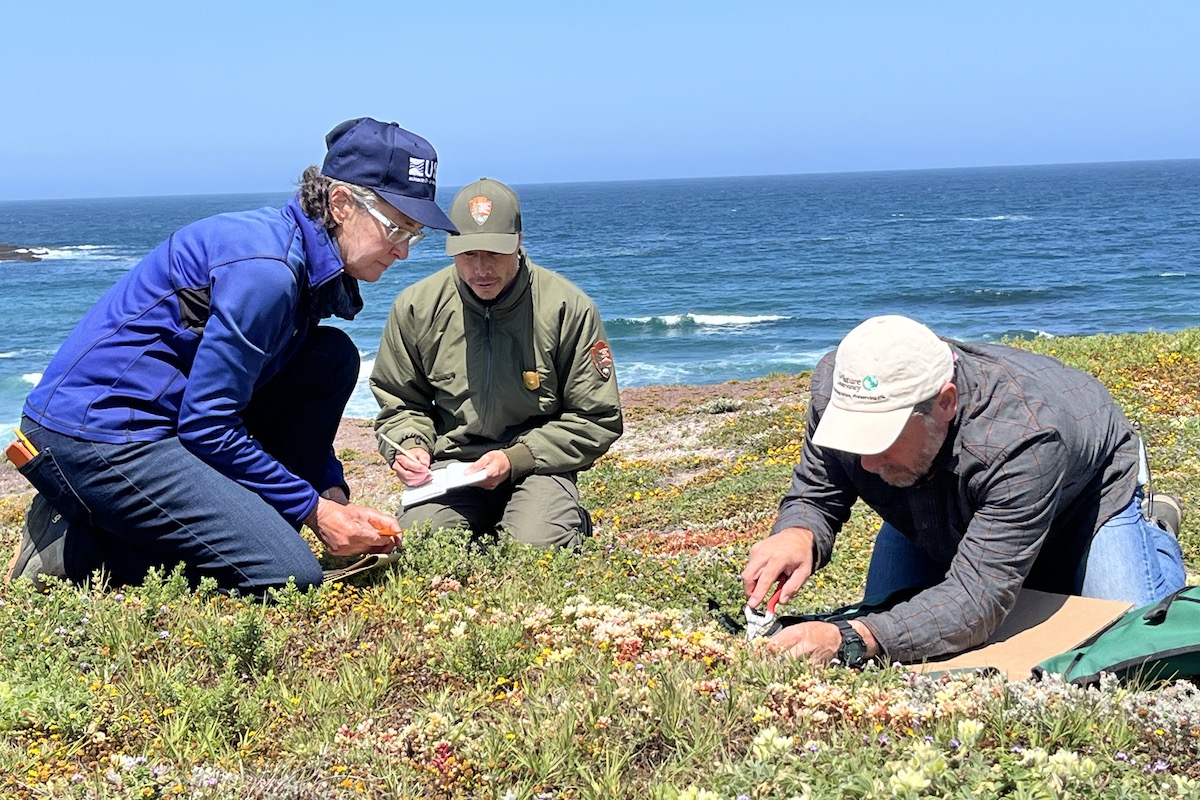 Channel Islands Flora Revival