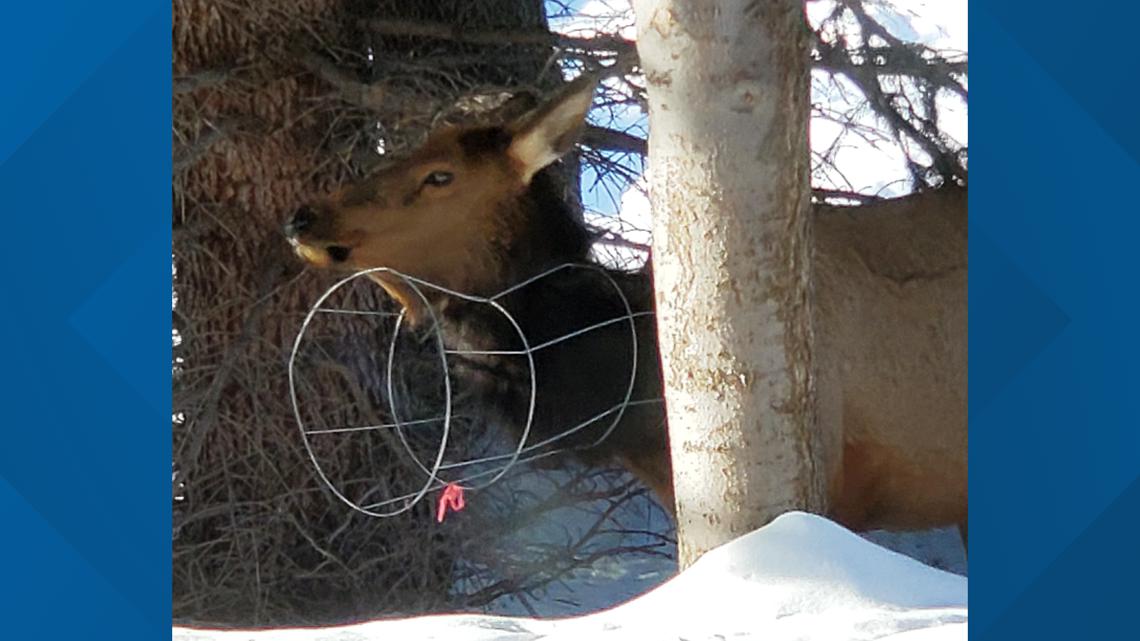 Animal entanglement issues arise as winter approaches