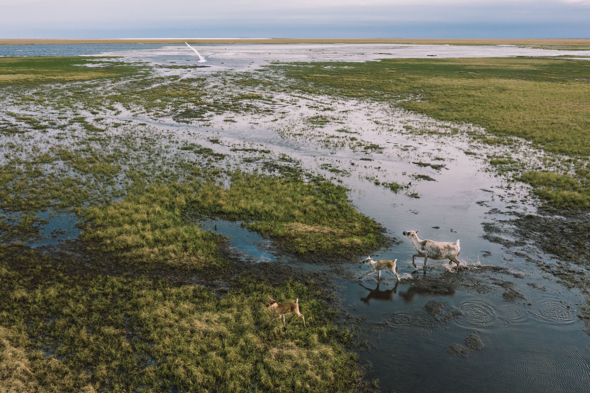 Alaska District Court Rules Willow Oil Project Can Proceed; Conservation Groups Plan To File Appeal