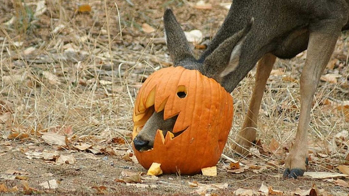 Here’s why you shouldn’t leave your pumpkins out for wildlife