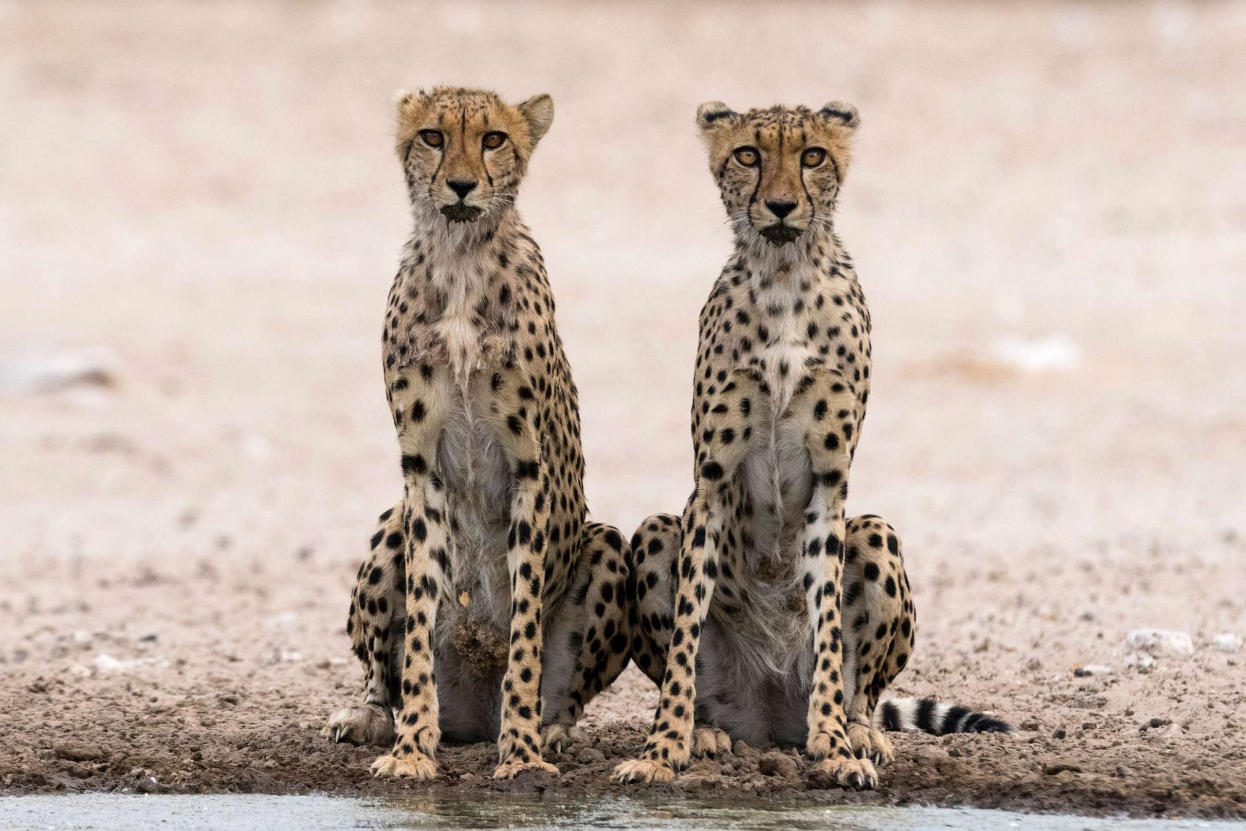 Why cheetahs will be especially vulnerable to climate change, according to new research