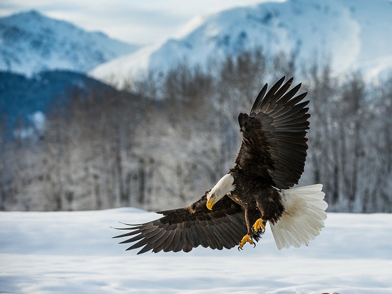 Groups Challenge State of Alaska Over Flawed Mine Water Permit