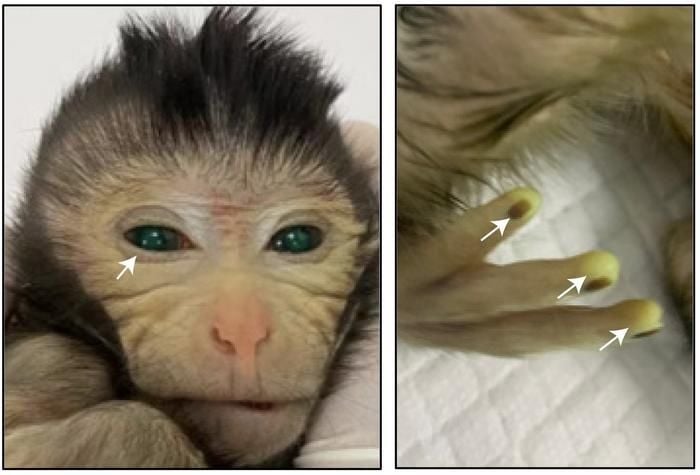 Scientists Created a Monkey With Two Different Sets of DNA