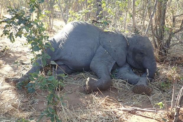 Scientists unravel mystery of elephants dropping dead