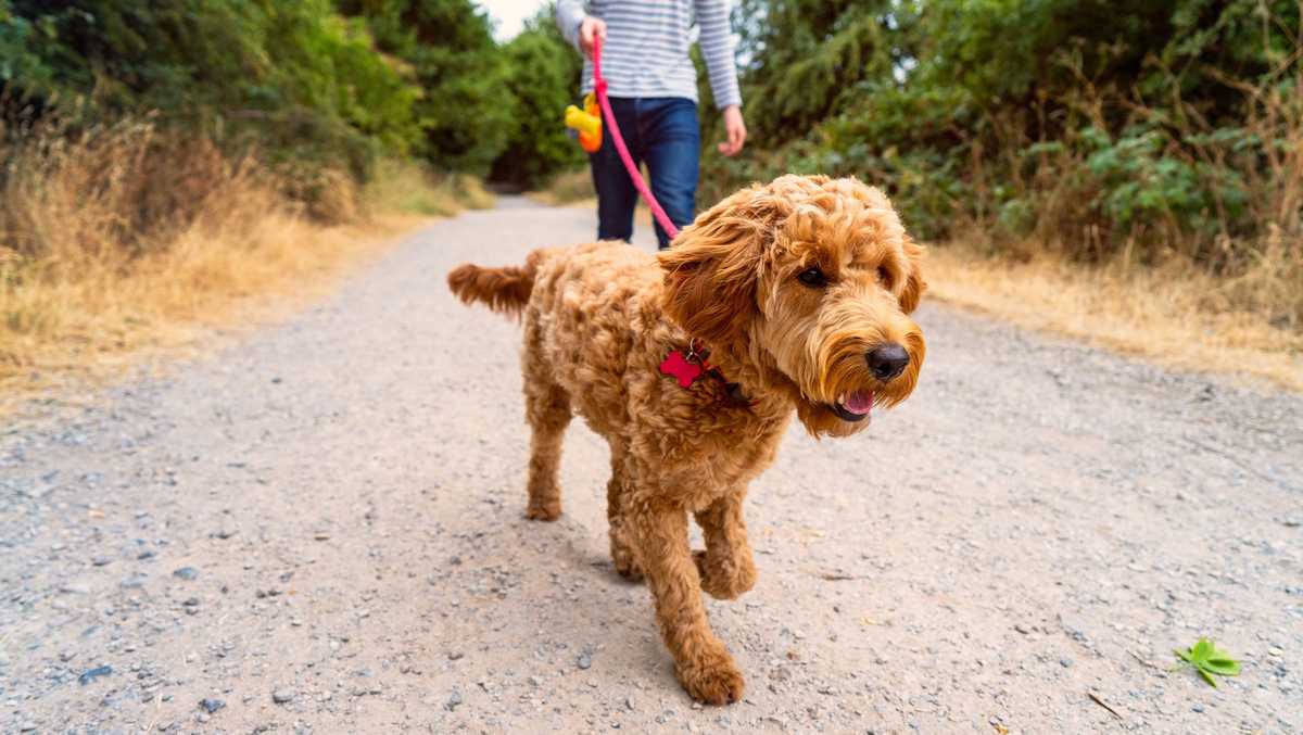 It’s time to walk the dog (and yourself) for better fitness