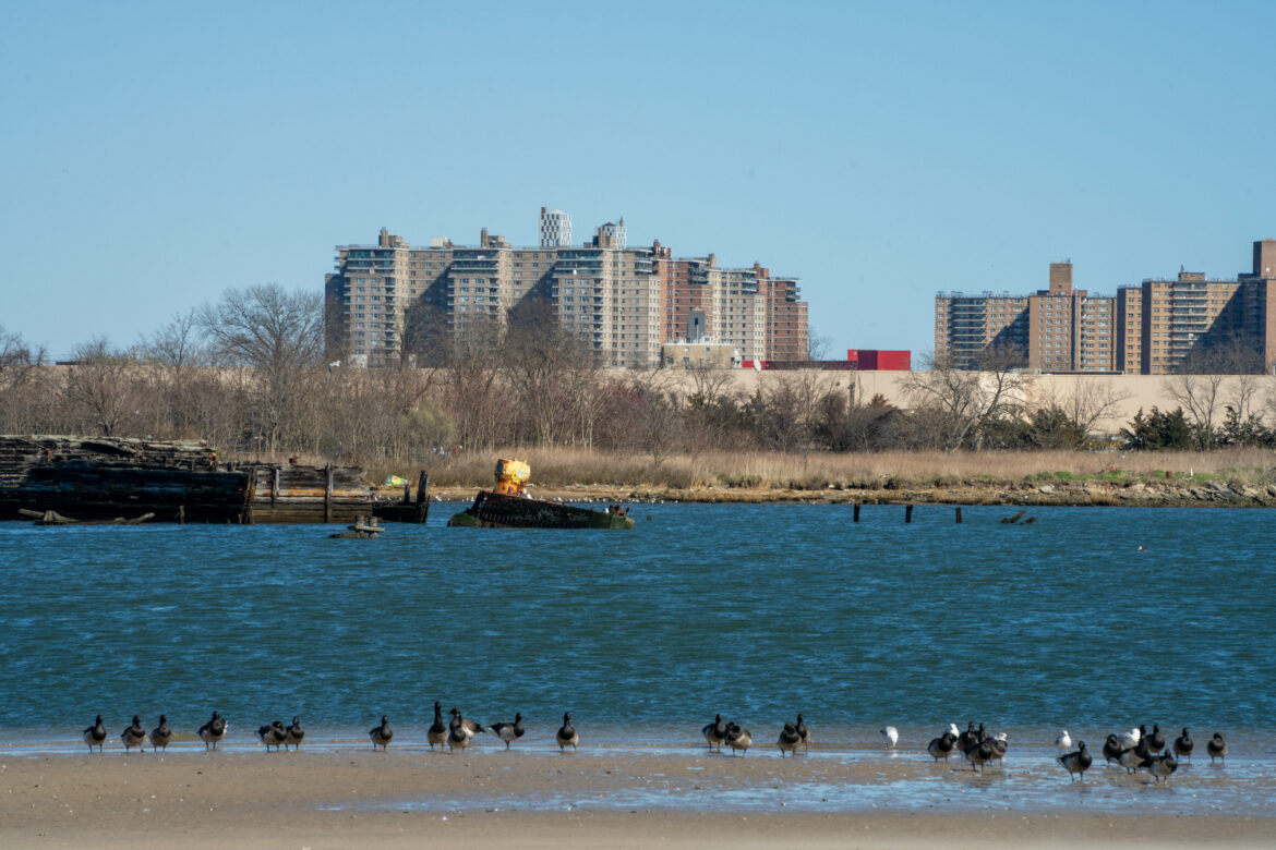 The Quest to Clean Up Coney Island Creek, Part 2: Long Road to Superfund Status