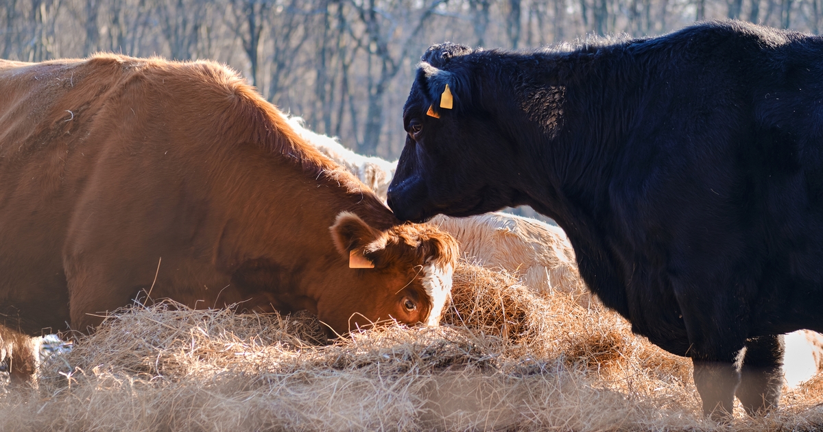 Nutrition requirements of the cowherd