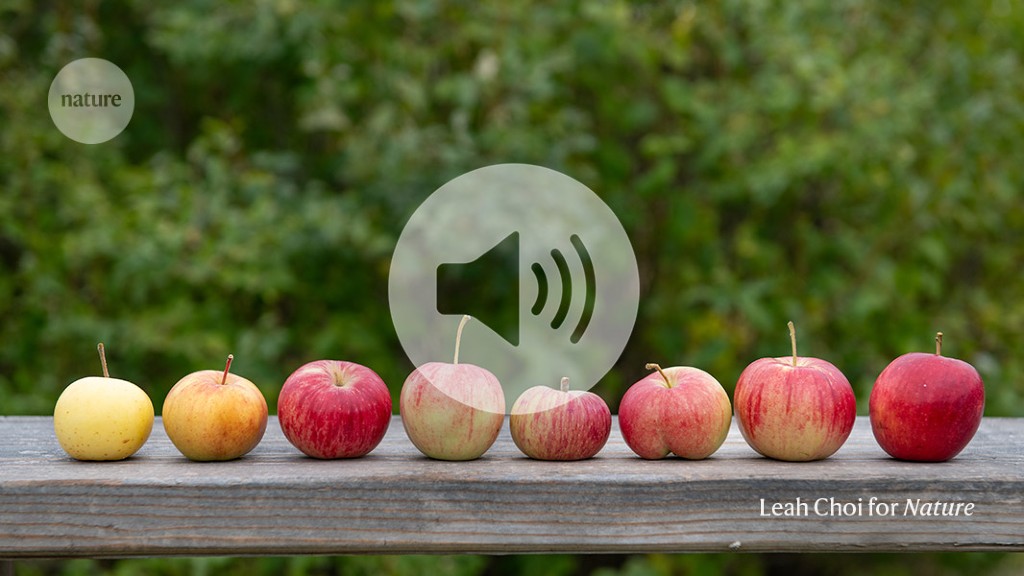 Audio long read: Apple revival — how science is bringing historic varieties back to life