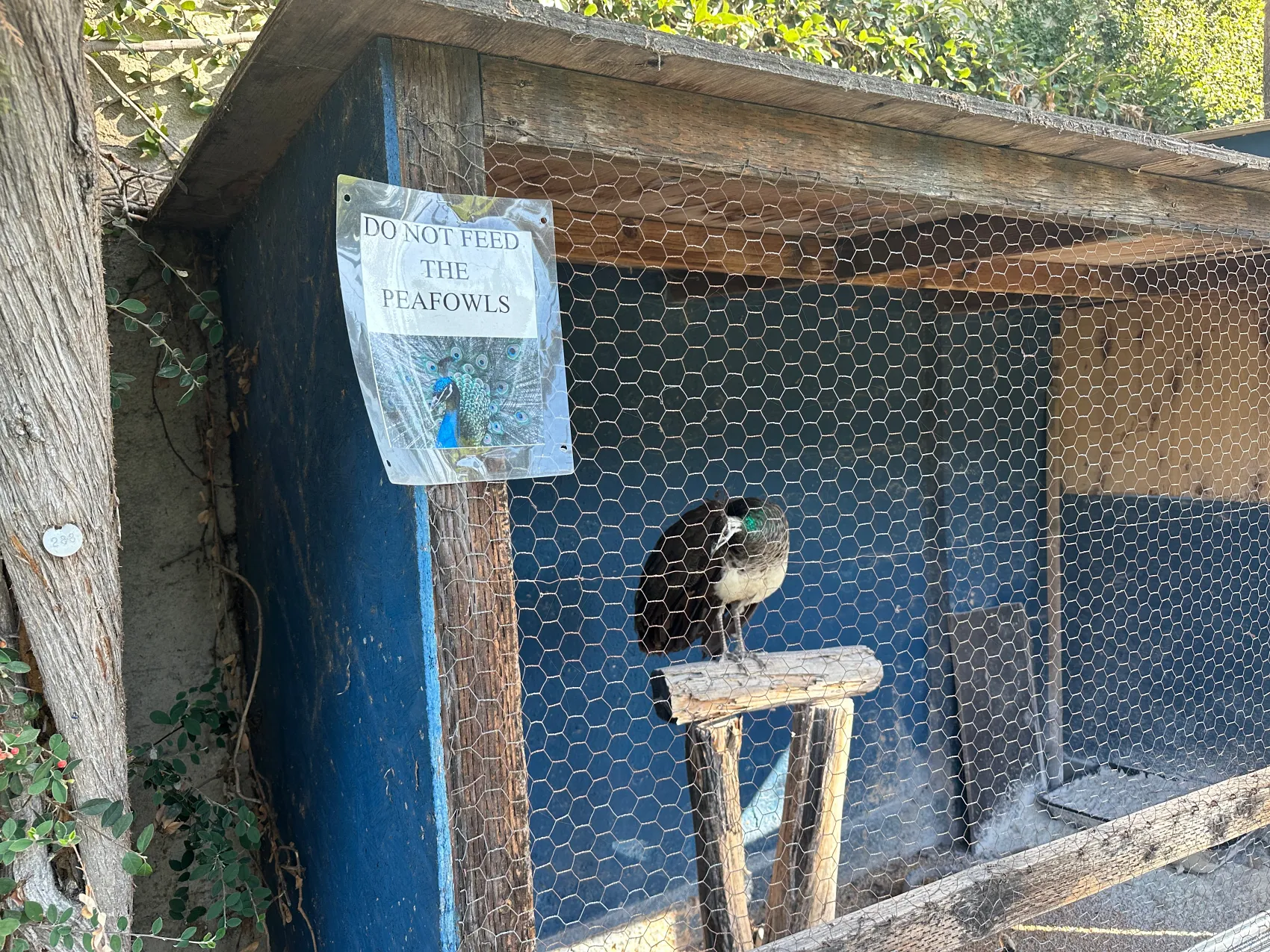 Hollywood Forever Cemetery is LA’s unexpected animal sanctuary