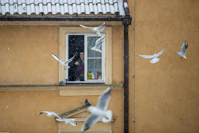 Venice hotels want falcons to fend off gulls