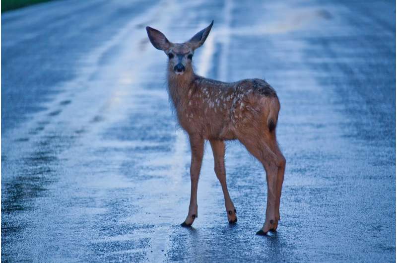 Wildlife-vehicle collisions study delves into factors that impact detecting animals after dark