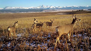 New Film Tracks Animal Migrations in and out of Grand Teton National P