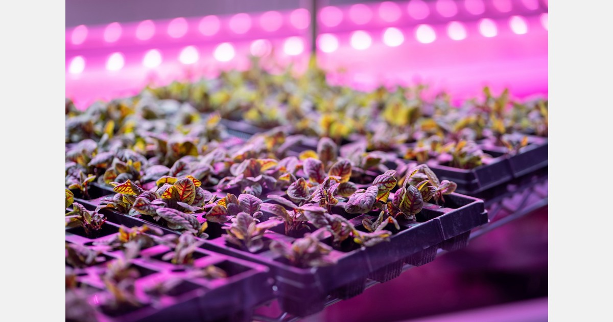 US (WA): Seattle urban farm grows organic to help families in need