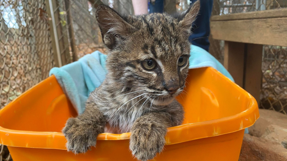 Bobcat kitten recovering after being hit by car