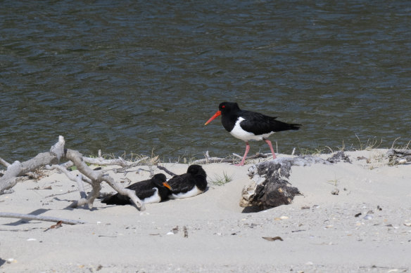 Volunteers work around the clock to protect eggs of pied oystercatcher