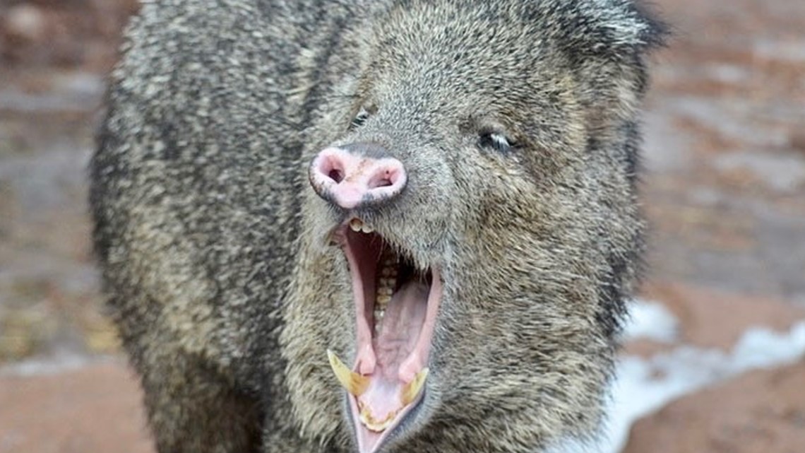 Javelina bites elderly Arizona resident who was illegally feeding it, officials say