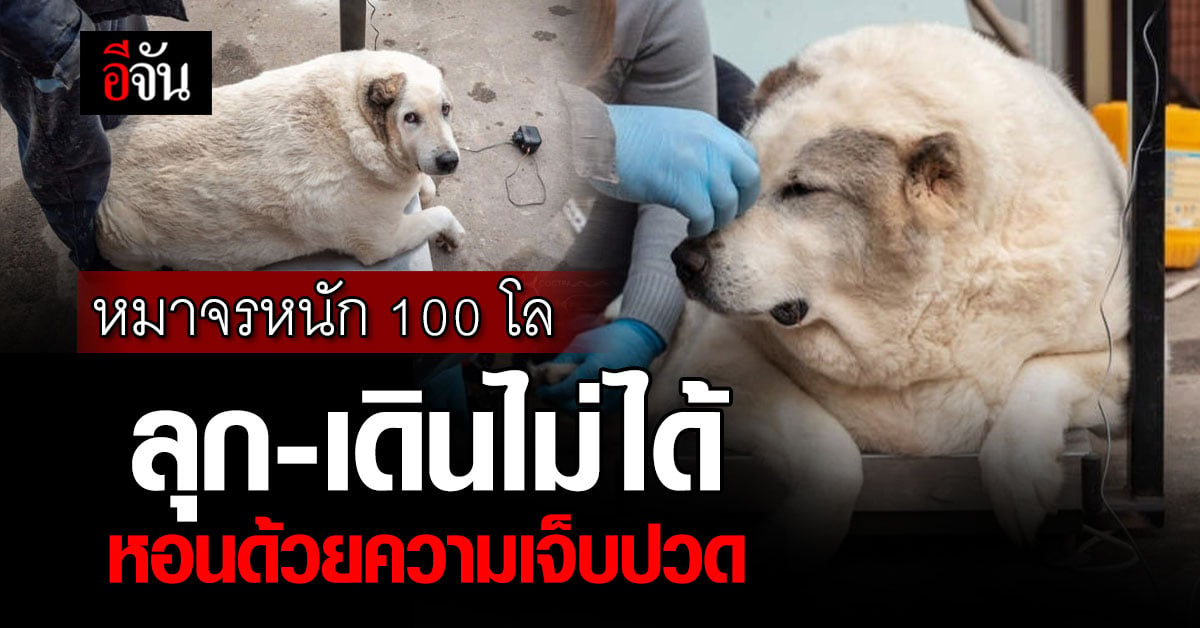 แห่ช่วย สุนัขจรจัด หนัก 100 กิโล ป่วยโรคอ้วน ลุก-เดินไม่ได้