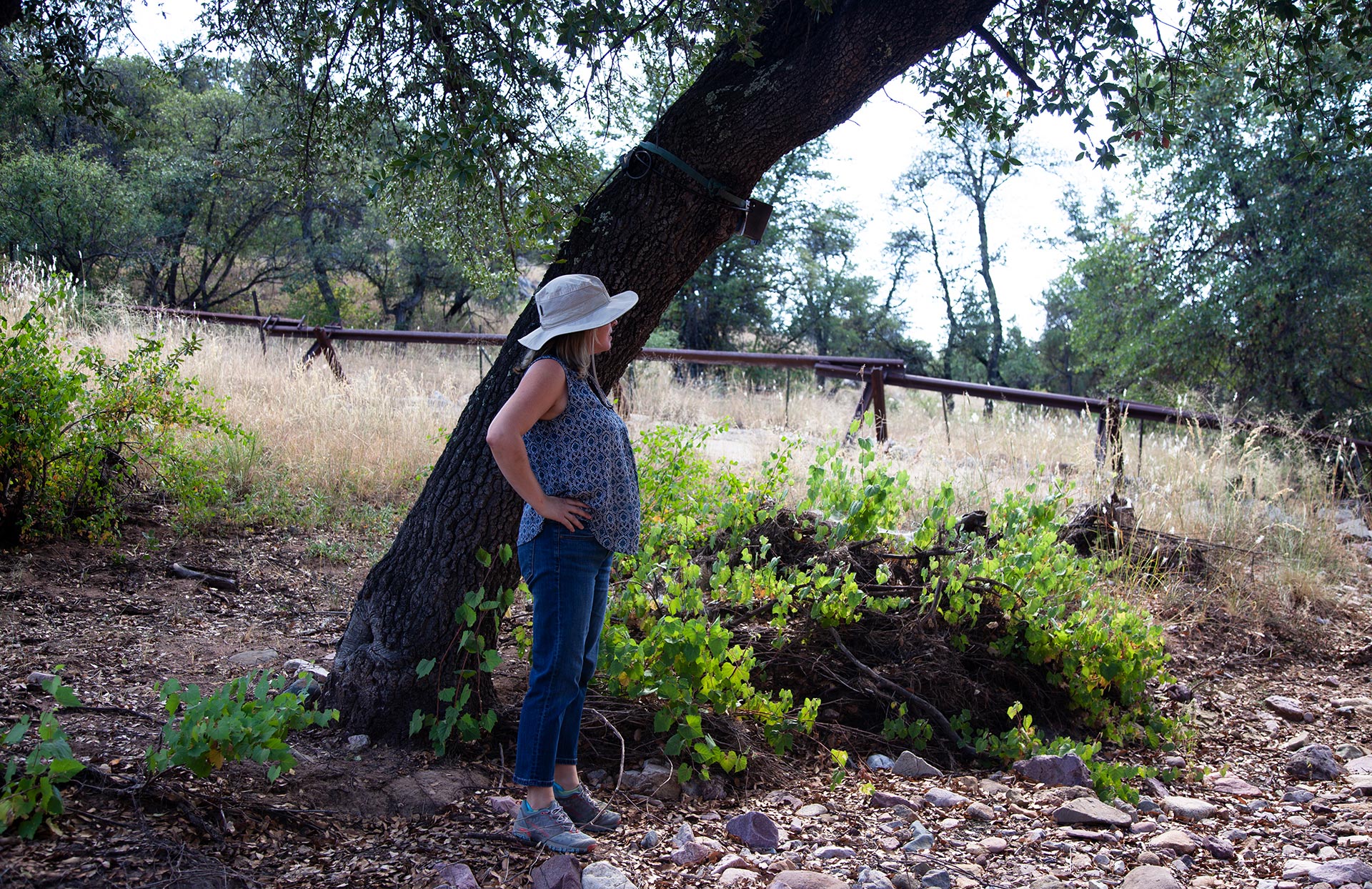 Reviving Montezuma Pass: Sky Island Alliance’s bold initiative to rewild decommissioned roads