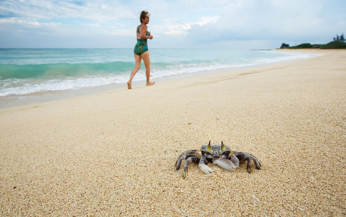 Are we ready to study consciousness in crabs and the like?