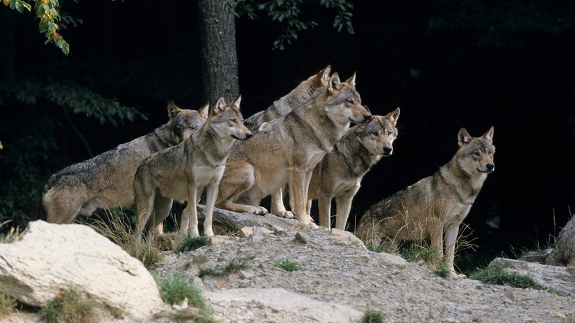 World’s Largest Wolves by Weight: The Mighty and the At-Risk