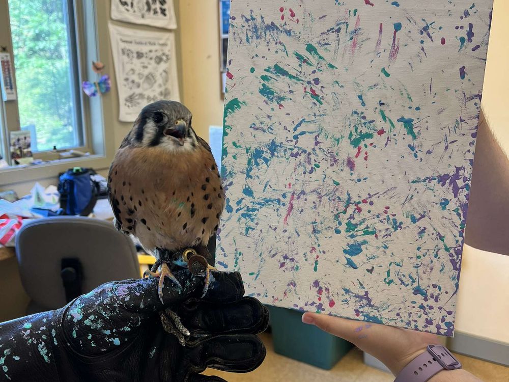 Meet Ferrisburgh, a Rescued Kestrel Who Started Painting After a Wing Injury