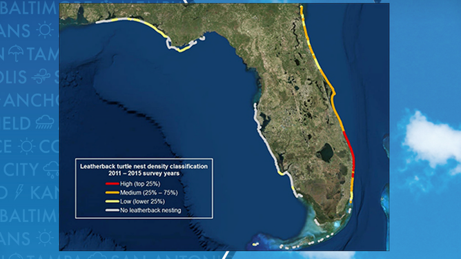 Florida marine center reports breaking sea turtle nesting record