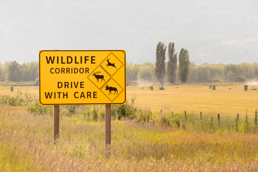 More support from Congress urged to protect wildlife corridors