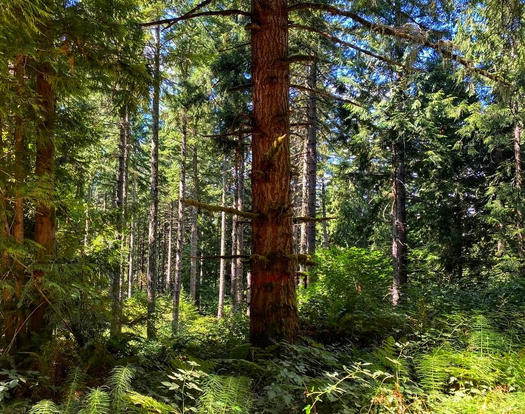 Conservation groups seek to protect OR forest from logging project