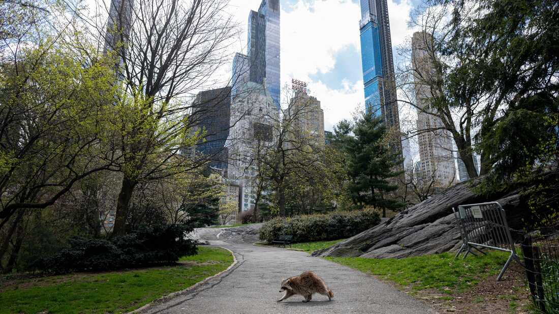 To control rabies in wildlife, the USDA drops vaccine treats from the sky : Short Wave