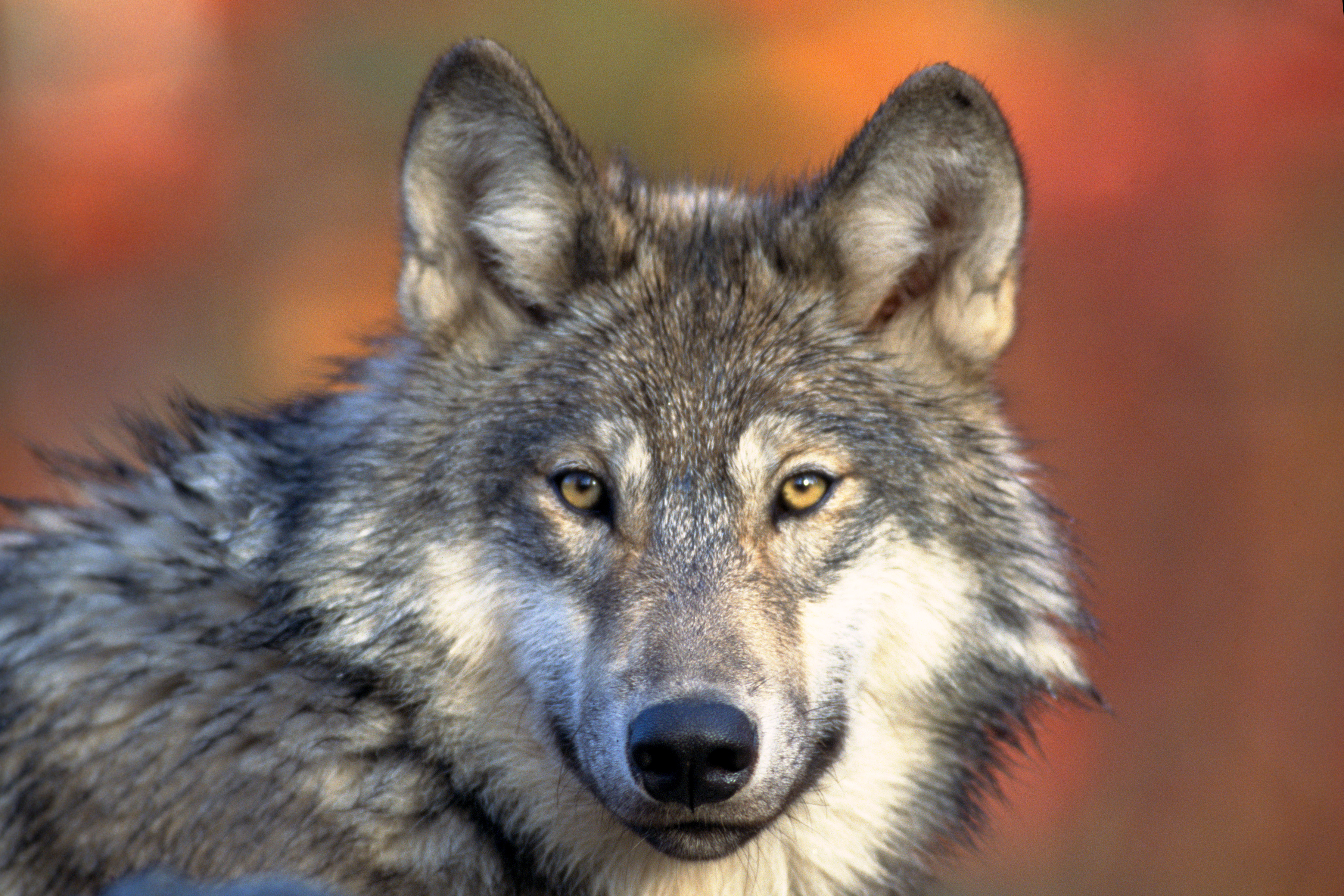 Feds approve Colorado’s plan to reintroduce wolves — and kill them in some cases