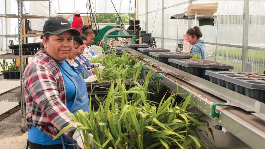 How Technology Is Reducing Greenhouse Labor Challenges