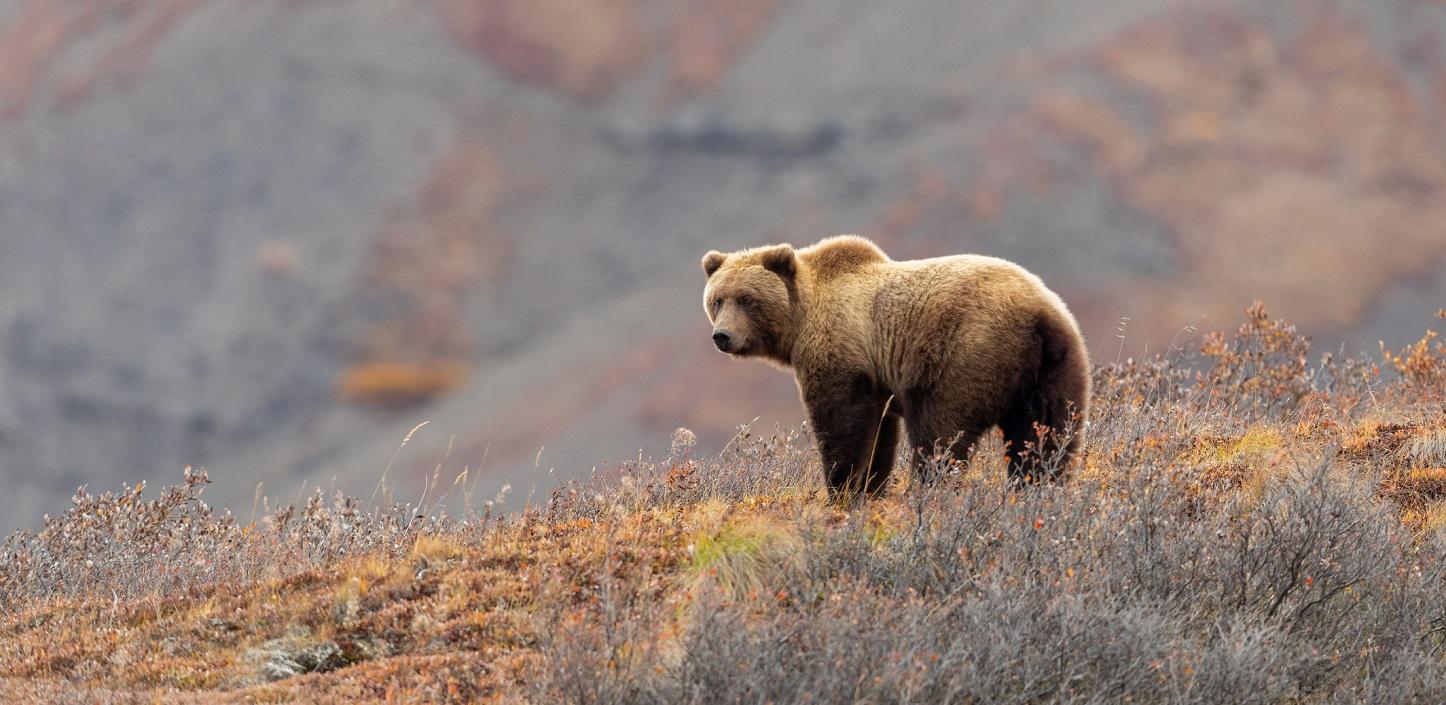 NFWF Announces $141.3 Million in Grants from the America the Beautiful Challenge