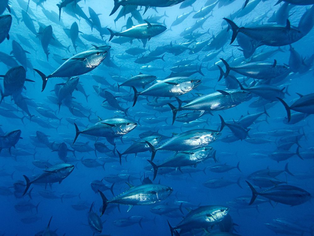 Bluefin Tuna Get Busy Off North Carolina