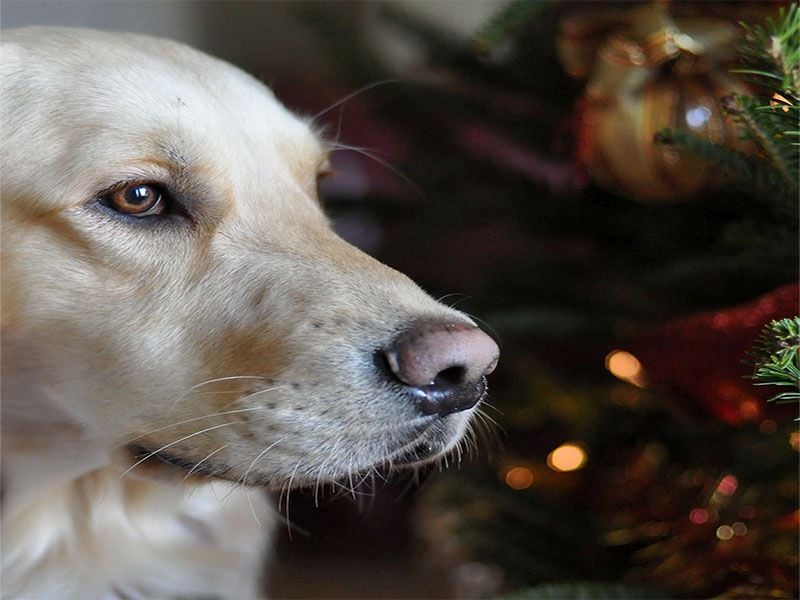 Keep Four-Legged Friends Safe This Holiday Season