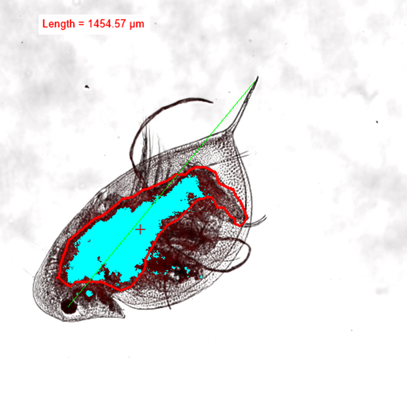 Experiment shows biological interactions of microplastics in watery environment